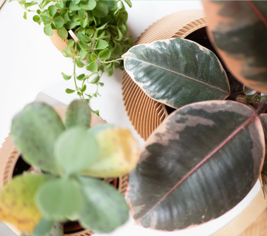 Grand cache pot Oslo - Cadeau original pour amoureux des plantes !